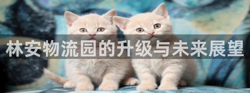 旺财28黑不黑：林安物流园的升级与未