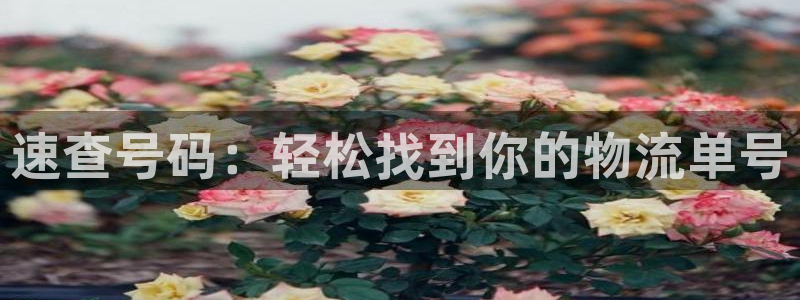 旺财28电子：速查号码：轻松找到你的